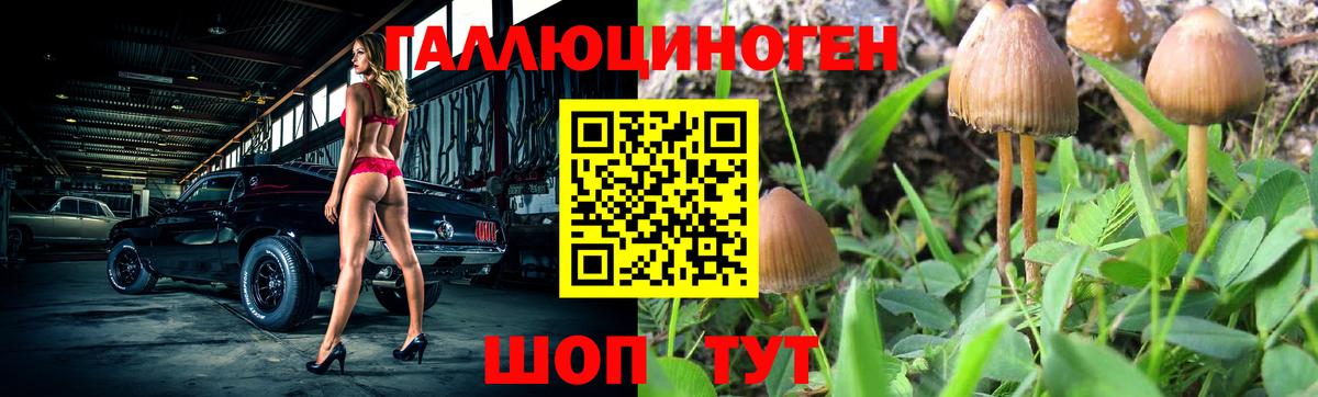 Псилоцибиновые грибы Psilocybe Ялта